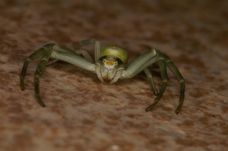 Misumena_vatia_D5020_Z_89_Les Gris_Frankrijk.jpg